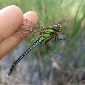 Libellula