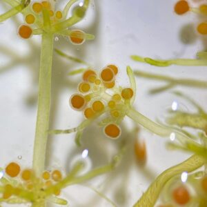 Nitella Capillaris