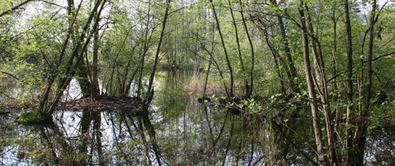Bosco igrofilo
